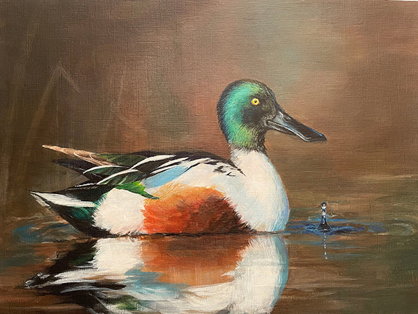 Painting of a Northern Shoveler by Alice Han which won the 2024 Junior Duck Stamp Art Contest.