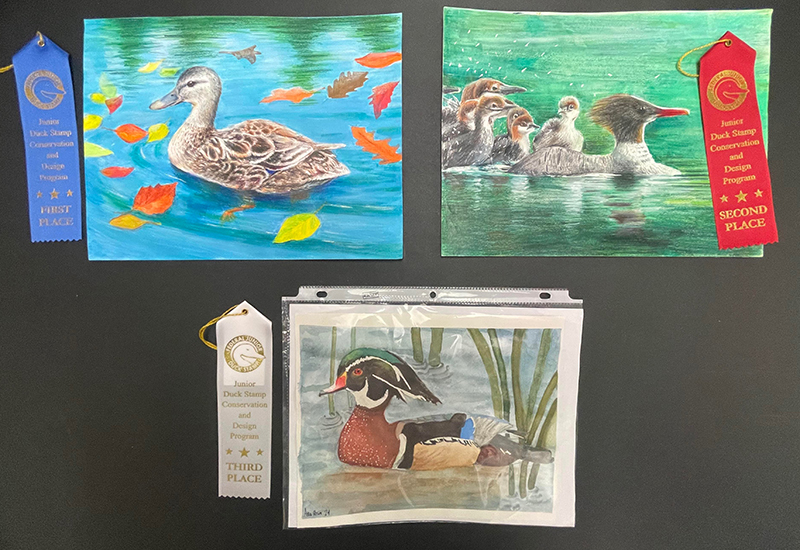 Image of three paintings of ducks that placed in Group two of the 2024 Junior Duck Stamp Art Contest.