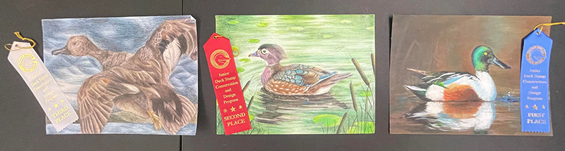 Image of three paintings of ducks that placed in Group three of the 2024 Junior Duck Stamp Art Contest.