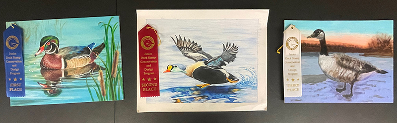 Image of three paintings of ducks that placed in Group four of the 2024 Junior Duck Stamp Art Contest.