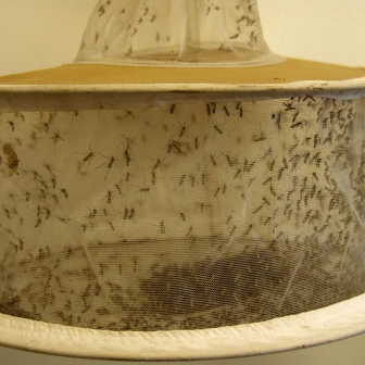 Mosquito light trap