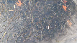 Milfoil which is an invasive plant.