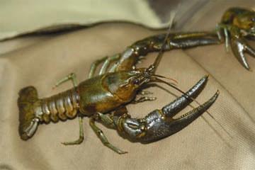 An image of a rusty crayfish