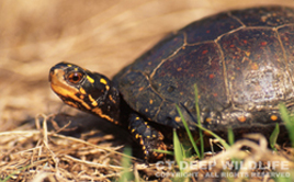 image of spotted turtle