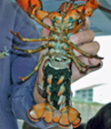 Female Lobster with Eggs