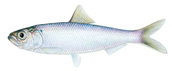 Blueback Herring fish image