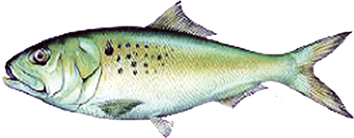 Menhaden (Bunker) fish image