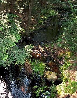 A stream in Nipmuck State Forest