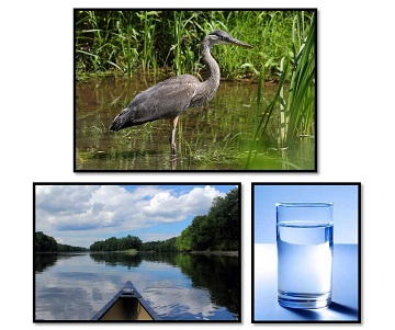 photos of heron, boat on water, glass of water