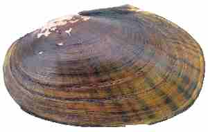 External shell of Eastern Lampmussel