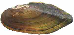 External shell of Eastern Pondmussel