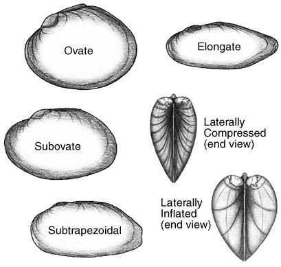 Illustration of different shapes of mussel shells.