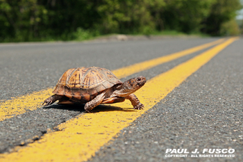 Female box turtle crossing a road