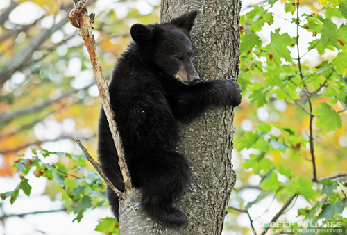 Young Black Bear in Tree