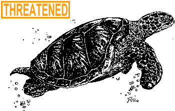 Atlantic Green Sea Turtle Illustration