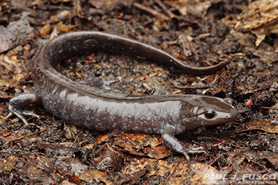 Jefferson Salamander