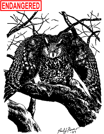Long-eared Owl Illustration