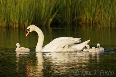 Mute swan with young