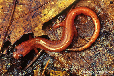 Redback Salamander red phase