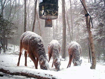 Deer at a feeder during winter