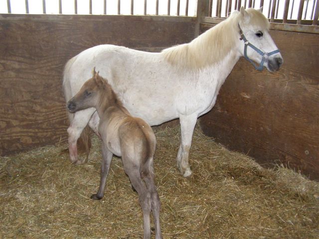 Mother Lighting and foal Thunder born at Second Chance