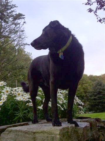lab looking over daisies.