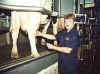 Picture of Dairy Inspector taking milk sample from a cow's udder. 
