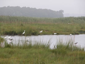 Shorebirds in a marsh.