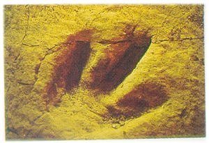 Picture of The State Fossil