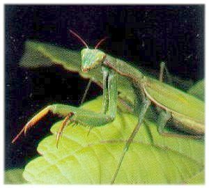 A Picture of The State Insect