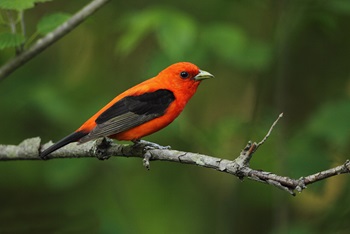 Scarlet tanager sitting on a tree branch.