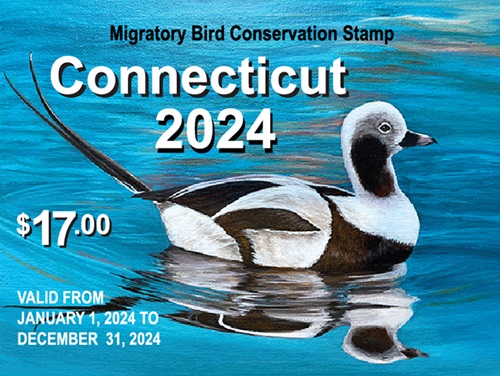 Image of the 2024 Connecticut Migratory Bird Conservation Stamp which features a long-tailed duck.