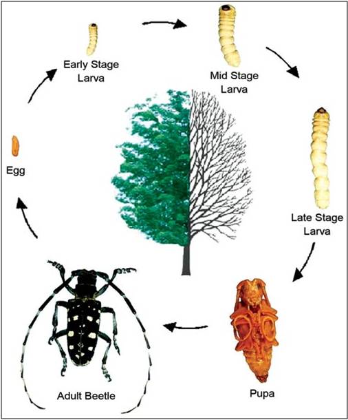 Asian longhorned beetle life cycle