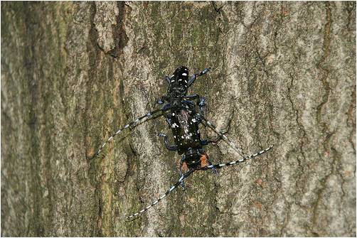 Male Asian longhorned beetle guarding female as she chews an egg-laying site