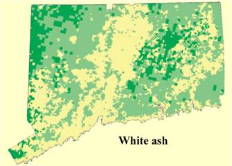 ash distribution in CT