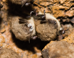 Little brown bats with white-nose syndrome