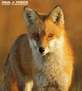 Red Fox Photo