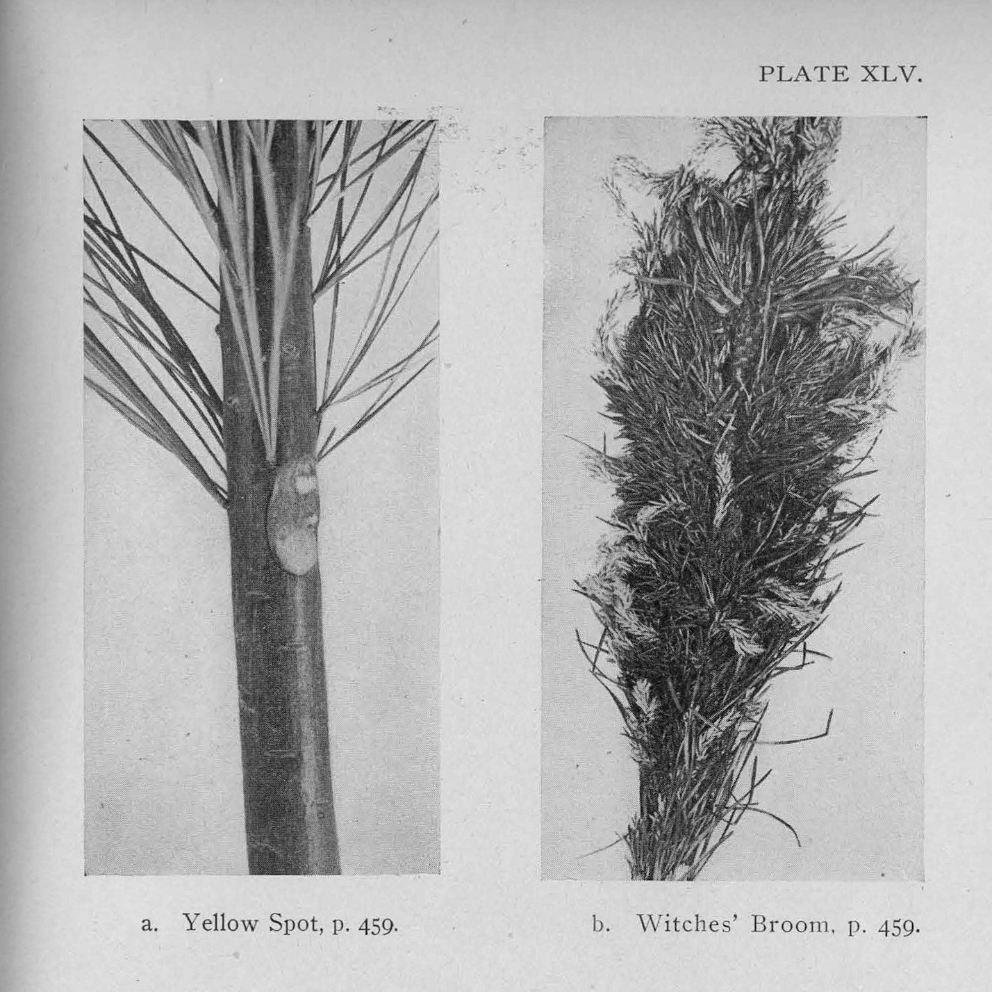 A witches' broom in a pine tree from the year 1919