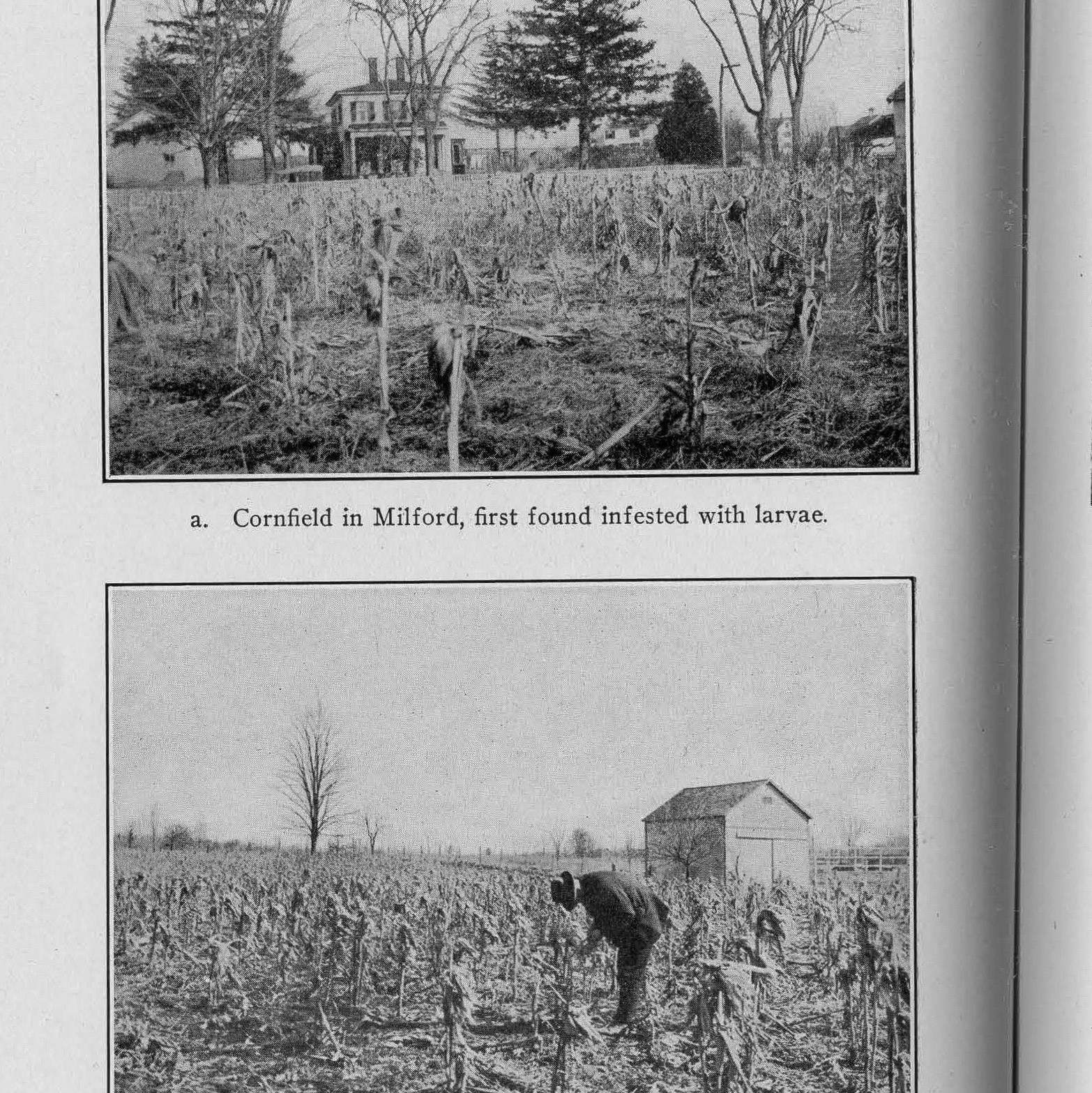 Corn
        borers and their damage to corn crops. 1919 Annual Report.