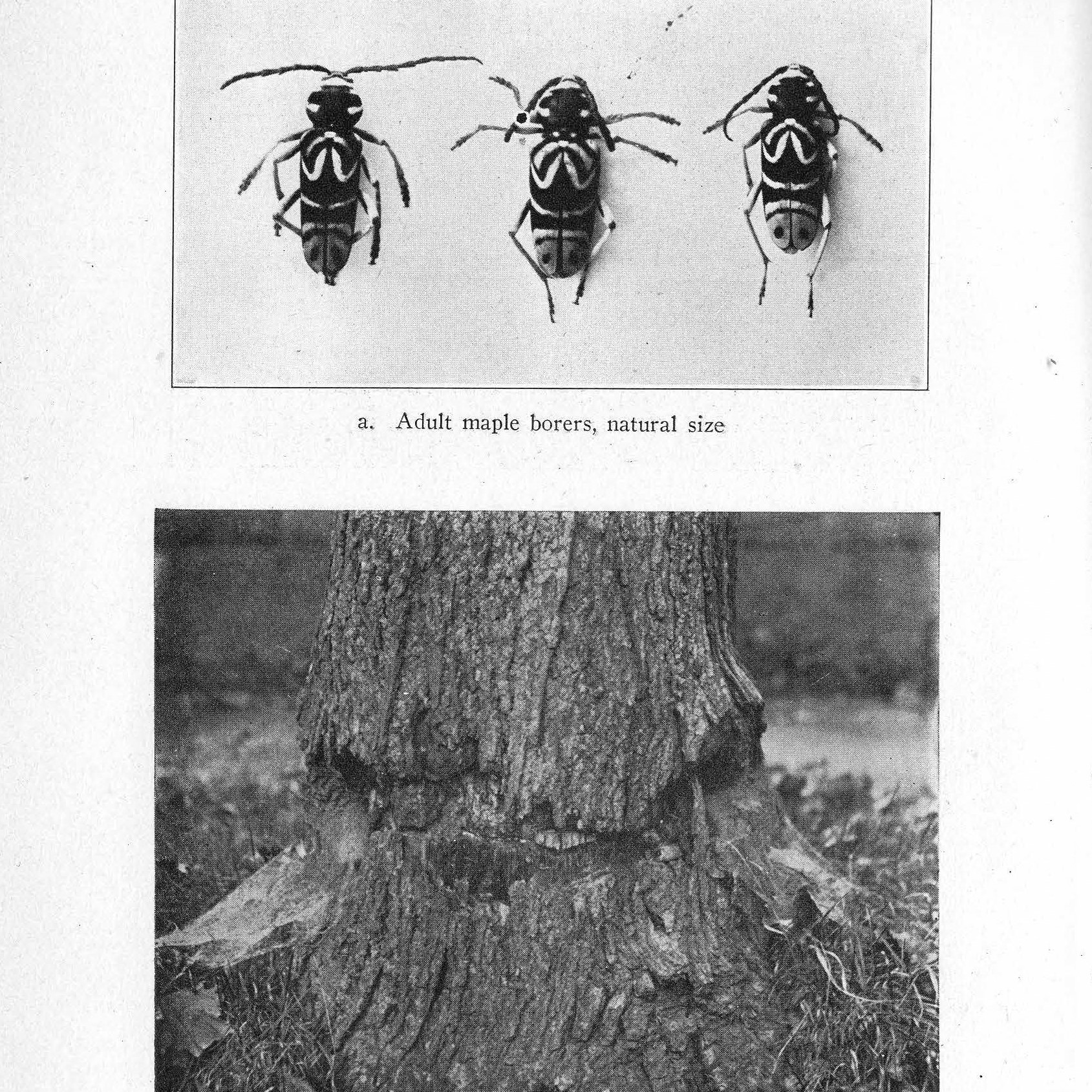 Maple
        borers and a maple tree girdled by borers. 1922 Annual Report.