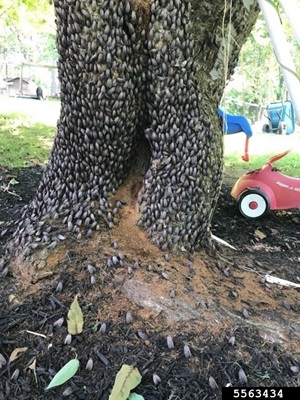 A backyard tree infested with many SLF