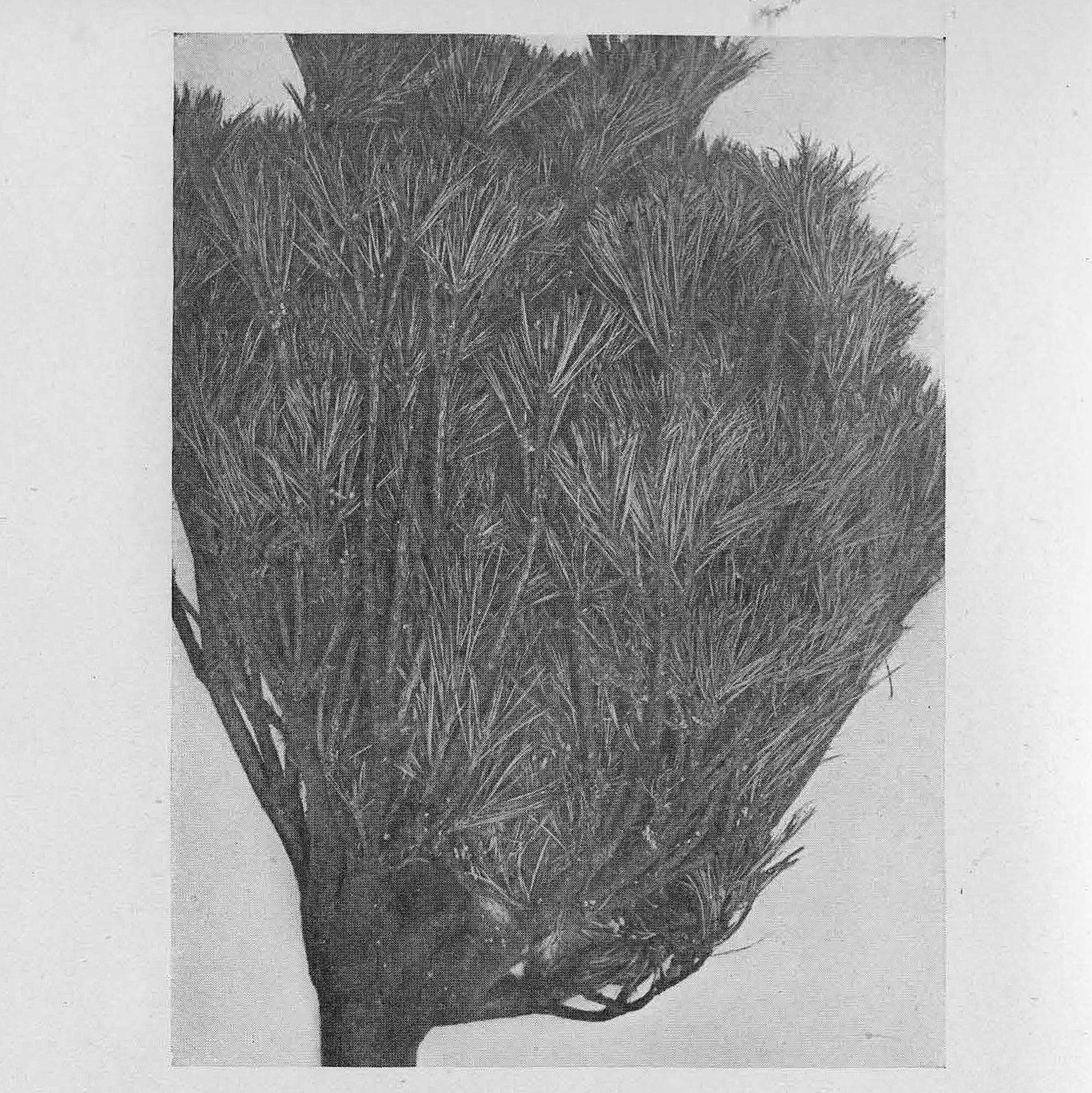 An older
        witches' broom specimen in a pine tree. 1919 Annual Report.