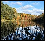 Chatfield Hollow pond with trees