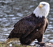 bald eagle by river -2022