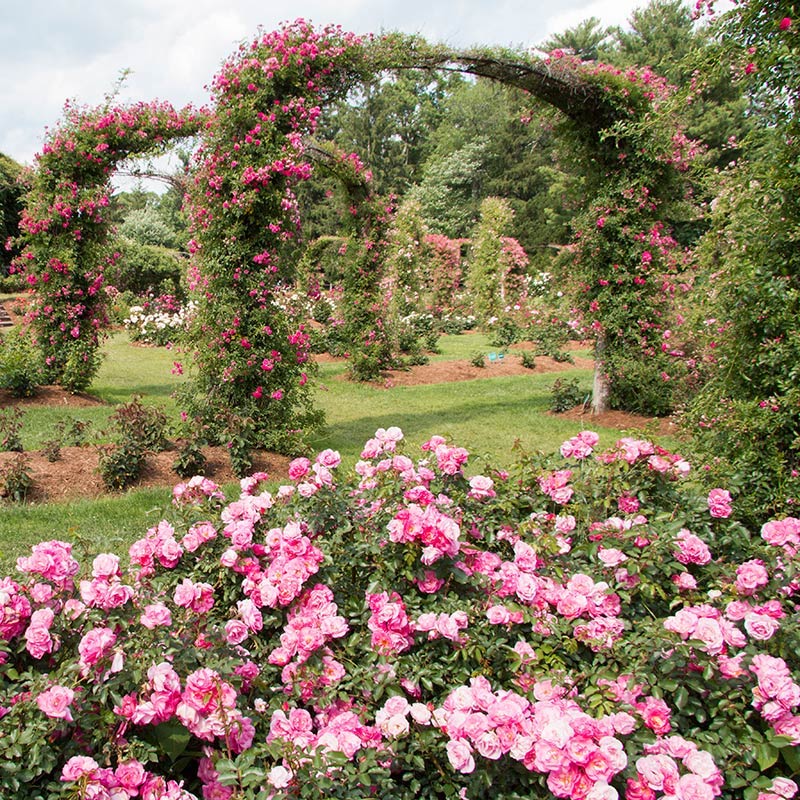 Elizabeth Park Rose Garden