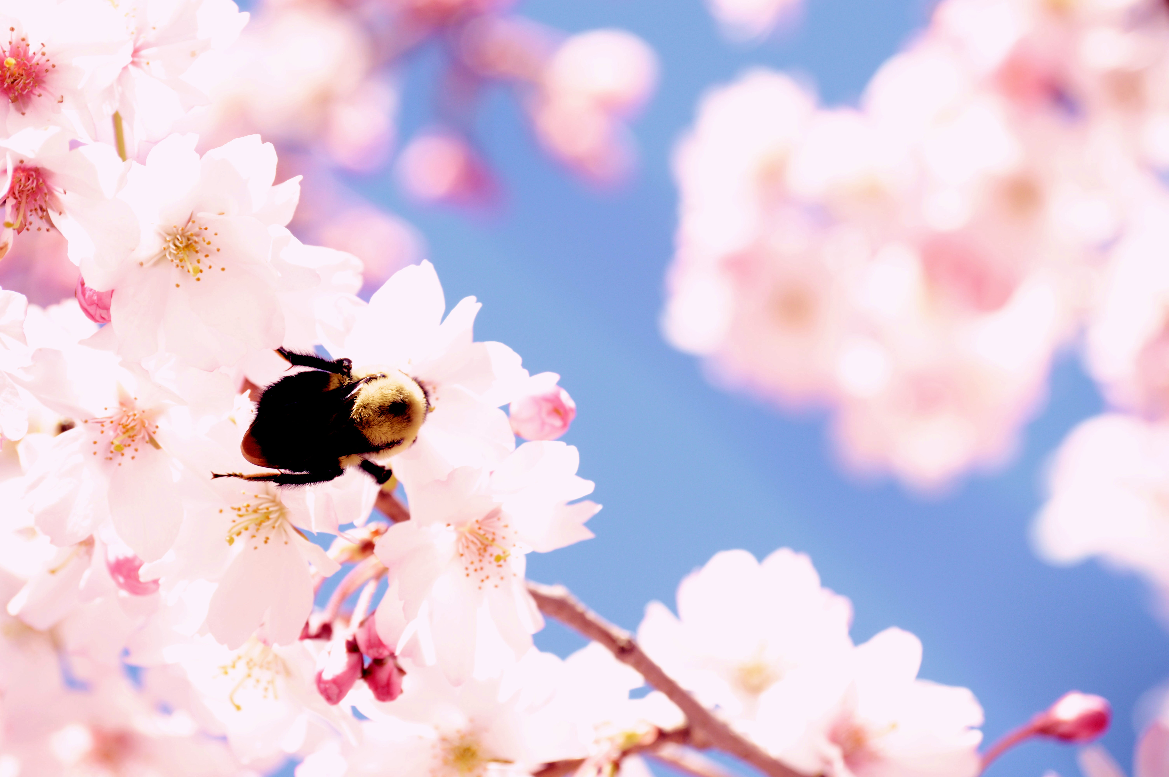 Close-up of a bee gathering pollen from a pink flowering tree.
