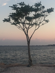 Photo of a tall, thin, somewhat sparse tree against a sunset at early dusk