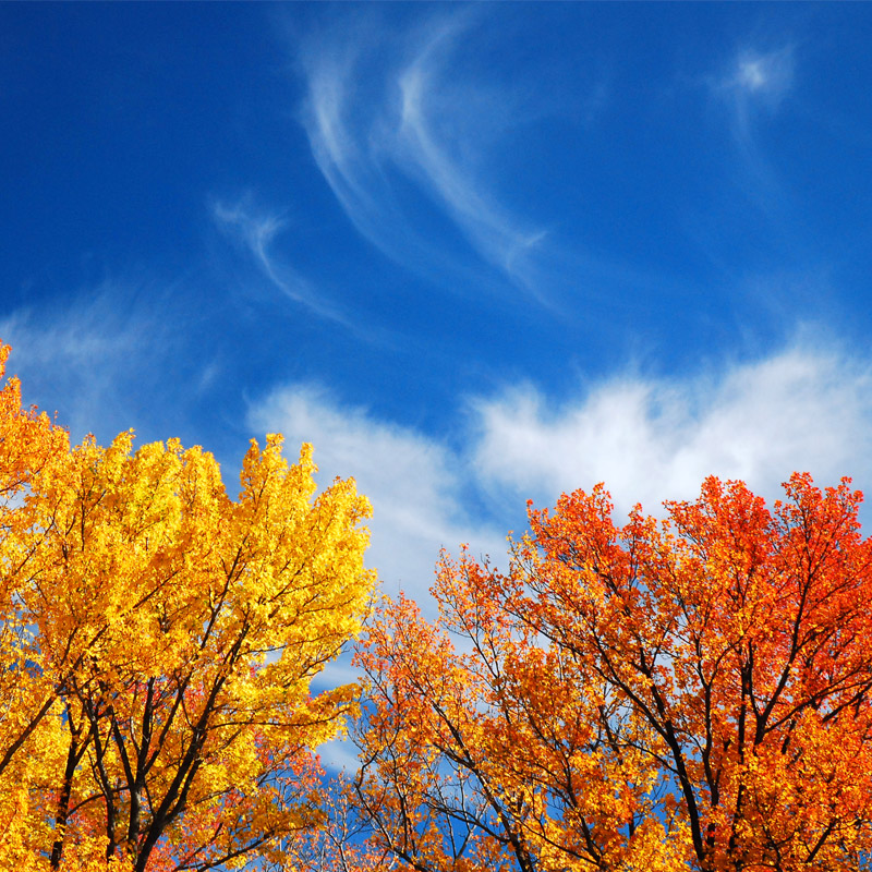 Trees with fall colors and the blue sky.