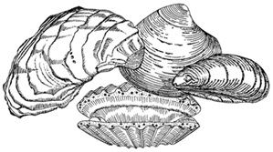 shellfish graphic