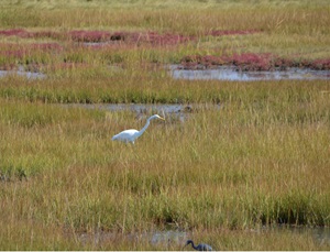 Great egret within tidal wetlands